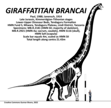 Fossil bones in the Giraffatitan Berlin composite skeletal specimen Giraffatitan brancai Skeletal.png