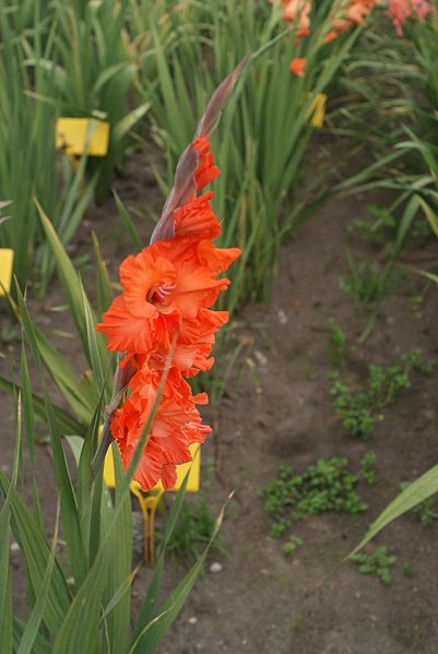 File:Gladiolus 'Oranzhevoe Leto'.jpg