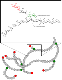 Glycogen, a branched polysaccharide Glycogen.svg