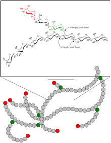 Glycogen Wikipedia