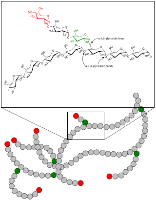 <span class="mw-page-title-main">Glycogenolysis</span> Breakdown of glycogen (n) into glucose-1-phosphate and glycogen (n-1)