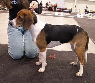 Estonian Hound Dog breed developed in Estonia