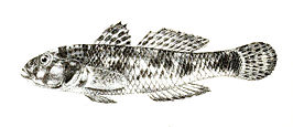 Yongeichthys criniger