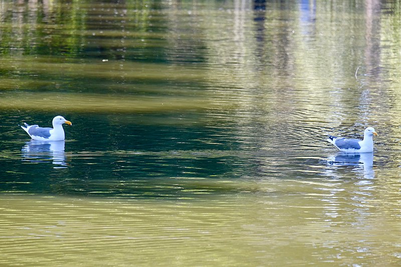 File:Golden Gate Park - Lloyd Lake - March 2018 (1890).jpg