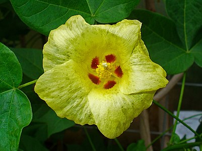 Gossypium herbaceum Flower