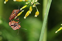 Accouplement de punaises arlequin (ou graphosome italien ou scutellère rayée ou pentatome rayé).