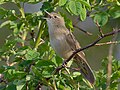 Vignette pour Kipsay (Locustellidae)