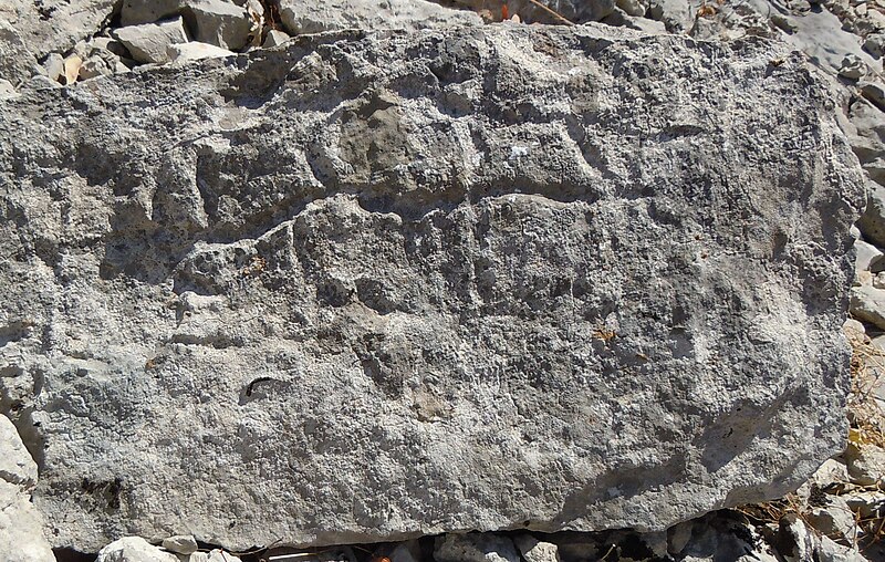 File:Gravure rupestre de bovidé - Plateau des Gras.jpg