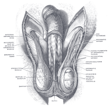 Testis