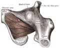 Tuberosidad isquiática en relación con la articulación de la cadera.