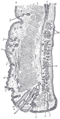 Levator palpebrae superioris muscle - Wikipedia