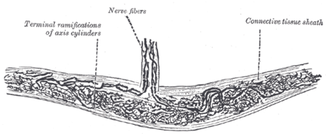 Corpuscule de Ruffini