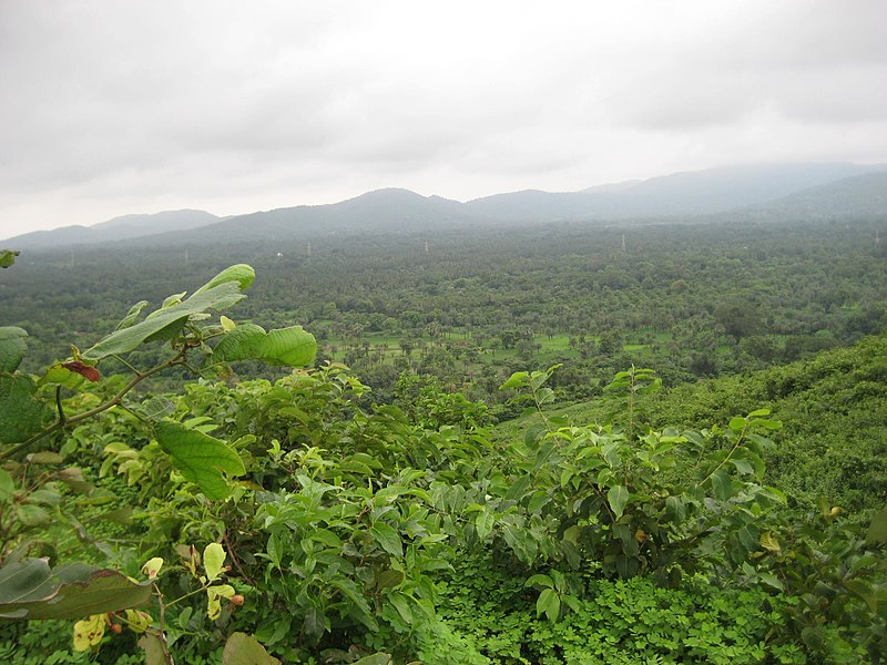 File:Green Belt of Dahanu from Dongarpada Hill, Dahanu - panoramio.jpg