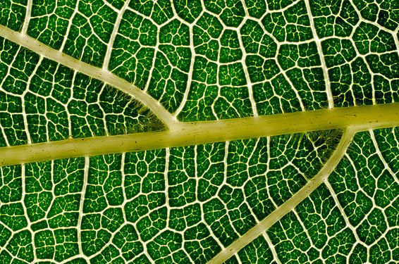 Green leaf vein