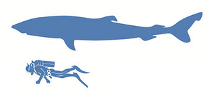Greenland shark size.png