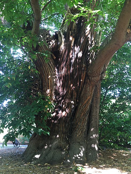 File:Greenwich Park Sweet Chestnut (9).jpg