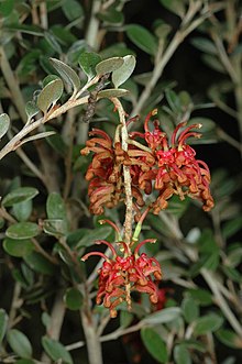 Grevillea diminuta.jpg