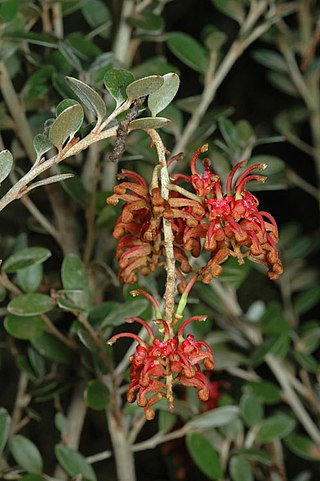 <i>Grevillea diminuta</i> Species of flowering plant