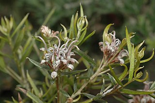 <i>Grevillea phylicoides</i> Species of shrub in the family Proteaceae endemic to Western Australia
