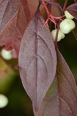 Grey Dogwood (Cornus racemosa)