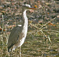 Immature at Bharatpur, Rajasthan, India.