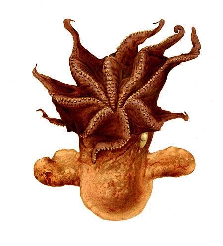 Grimpoteuthis_umbellata