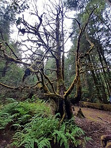 Hymenophyton flabellatum ditemukan di Menggeram Swallett