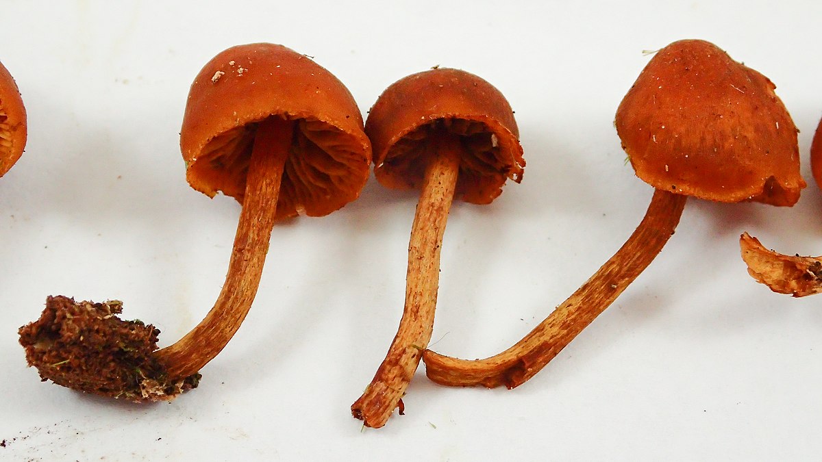 Gymnopilus purpuratus. Gymnopilus picreus. Gymnopilus aeruginosus. Chrysococcus rufescens.