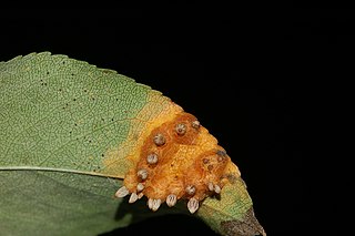 <i>Gymnosporangium sabinae</i> species of fungus