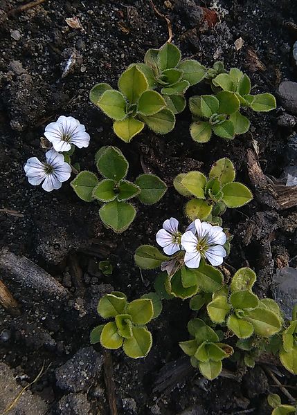 File:Gypsophila cerastioides kz1.jpg