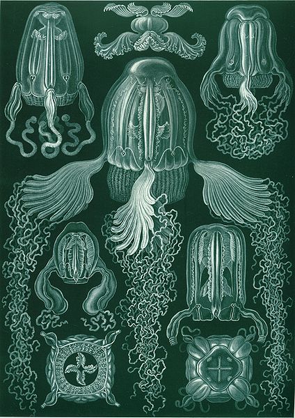 File:Haeckel Cubomedusae.jpg