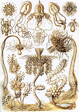 Haeckel Tubulariae.jpg