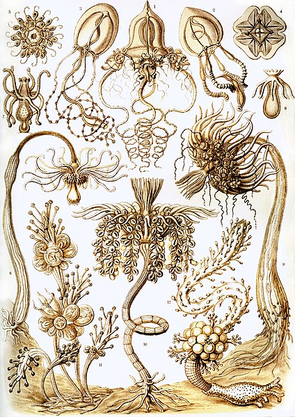 File:Haeckel Tubulariae.jpg