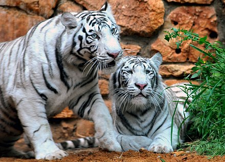 White tigers in Haifa Zoo