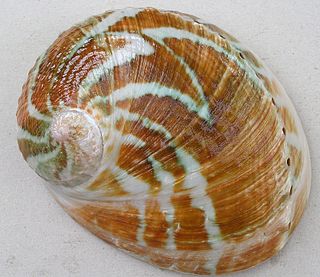 <i>Haliotis laevigata</i> species of mollusc