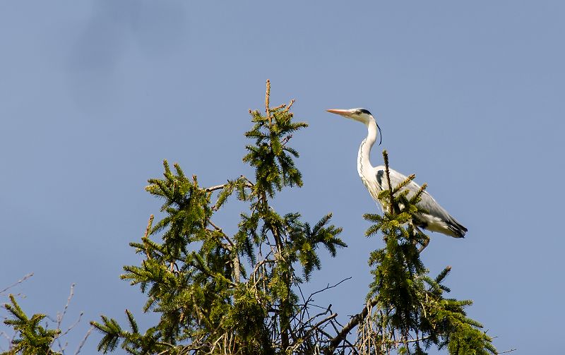 File:Hallhaigur - Grey Heron - Ardea Cinerea (3).jpg