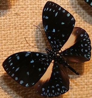 <i>Hamadryas arethusa</i> Species of butterfly