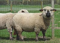 Hampshire (race ovine)