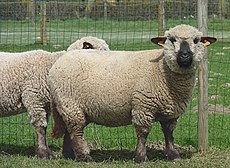 Hampshire Down sheep J1.jpg