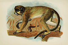 Handbook to the Primates Plate 32.jpg