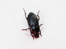 Harpalus anxius 01.jpg