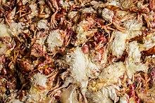 Improperly (incomplete) macerated (shredded) male chicks. Some heads are visible. An effective maceration should be instant and complete. Hatchery 2.jpg