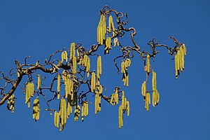 Corylus Avellana