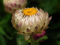 Cultivar à bractées blanchâtres.