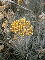 Helichrysum italicum