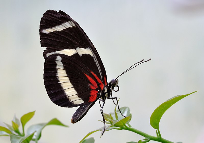 File:Heliconius hewitsoni qtl1.jpg