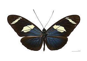 Heliconius wallacei flavescens MHNT dos.jpg