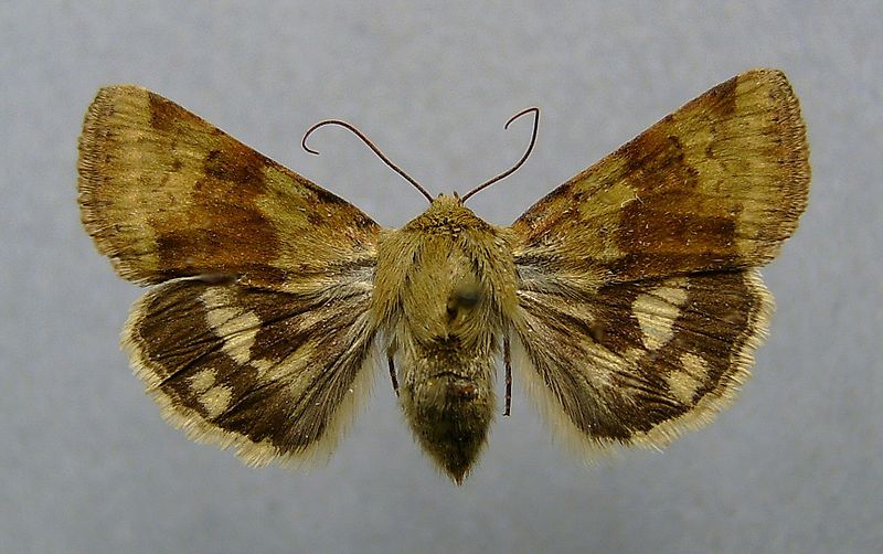 File:Heliothis viriplaca.jpg