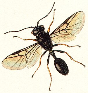 Heloridae Family of wasps