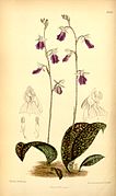 Hemipilia calophylla